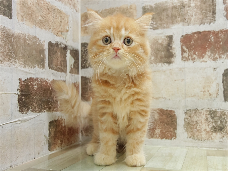 愛知県のマンチカン (ワンラブ名古屋守山インター総本店/2025年8月20日生まれ/男の子/レッドタビー)の子猫の3枚目の画像