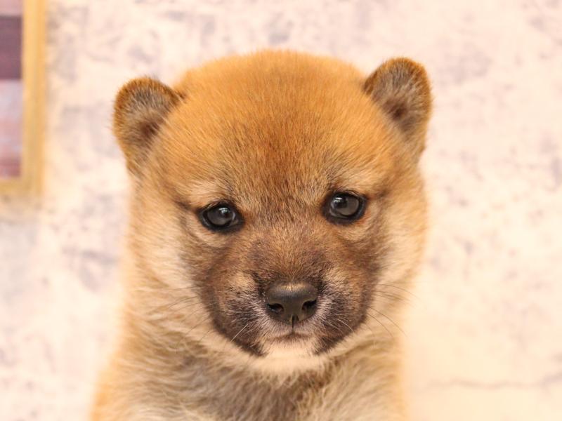埼玉県の柴犬(標準サイズ) (ワンラブ埼玉寄居店/2025年8月23日生まれ/女の子/赤)の子犬の1枚目の画像