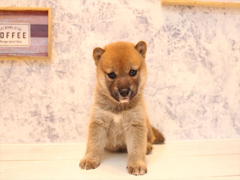 埼玉県の柴犬(標準サイズ) (ワンラブ埼玉寄居店/2025年8月23日生まれ/女の子/赤)の子犬の3枚目の画像