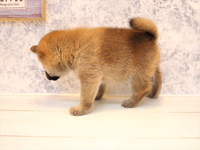 埼玉県の柴犬(標準サイズ) (ワンラブ埼玉寄居店/2025年8月23日生まれ/女の子/赤)の子犬の2枚目の画像