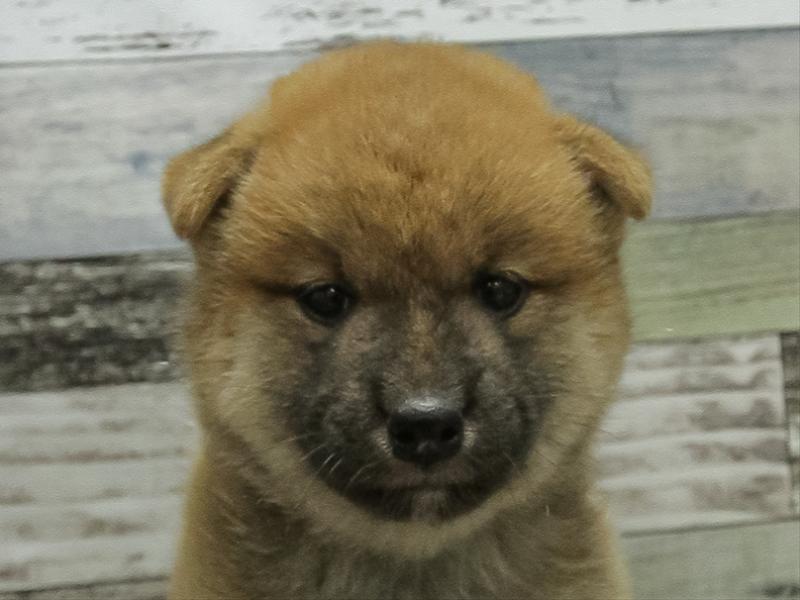 三重県の柴犬(標準サイズ) (ワンラブホームセンターバロー松阪店/2025年8月23日生まれ/女の子/赤)の子犬の1枚目の画像