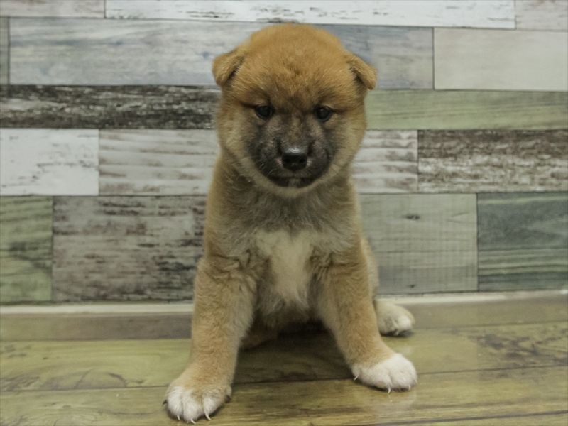 三重県の柴犬(標準サイズ) (ワンラブホームセンターバロー松阪店/2025年8月23日生まれ/女の子/赤)の子犬の3枚目の画像