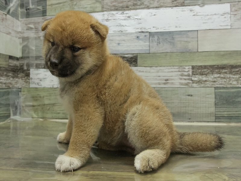 三重県の柴犬(標準サイズ) (ワンラブホームセンターバロー松阪店/2025年8月23日生まれ/女の子/赤)の子犬の2枚目の画像