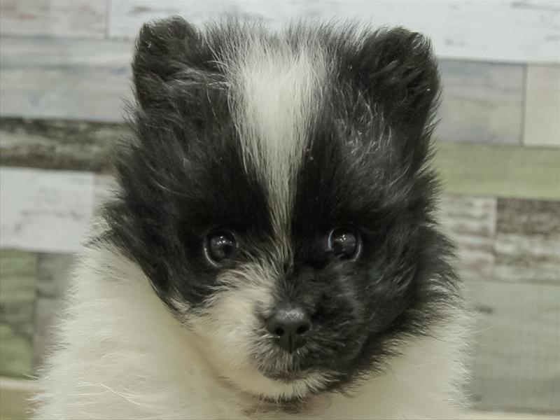 三重県のポメラニアン (ワンラブMEGA ドン・キホーテ四日市店/2025年8月18日生まれ/女の子/ブラックホワイト)の子犬の1枚目の画像