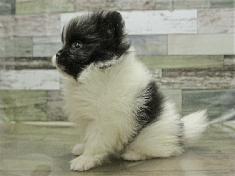 三重県のポメラニアン (ワンラブMEGA ドン・キホーテ四日市店/2025年8月18日生まれ/女の子/ブラックホワイト)の子犬の2枚目の画像