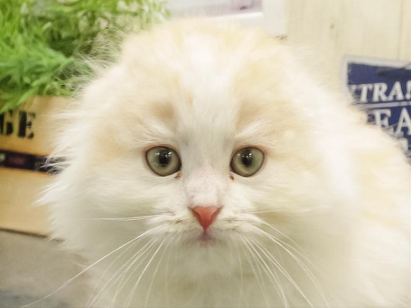 愛知県のスコティッシュフォールド (ワンラブ名古屋守山インター総本店/2025年8月24日生まれ/女の子/レッドタビーホワイトバン)の子猫の1枚目の画像