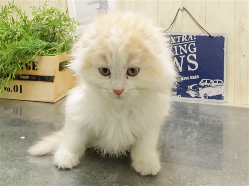 愛知県のスコティッシュフォールド (ワンラブ名古屋守山インター総本店/2025年8月24日生まれ/女の子/レッドタビーホワイトバン)の子猫の3枚目の画像