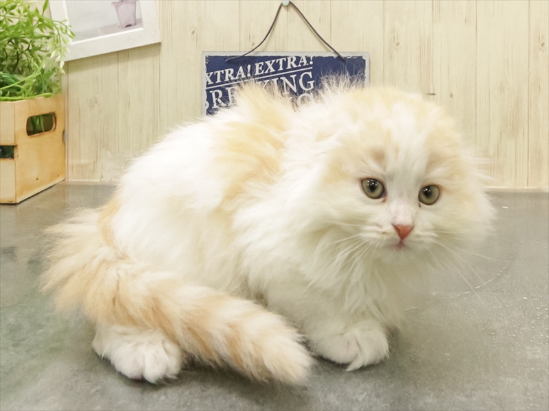 愛知県のスコティッシュフォールド (ワンラブ名古屋守山インター総本店/2025年8月24日生まれ/女の子/レッドタビーホワイトバン)の子猫の2枚目の画像