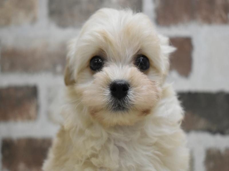 山梨県のマルプー(マルチーズ×プードル) (ワンラブイオンタウン山梨中央店/2025年8月24日生まれ/男の子/クリーム)の子犬の1枚目の画像