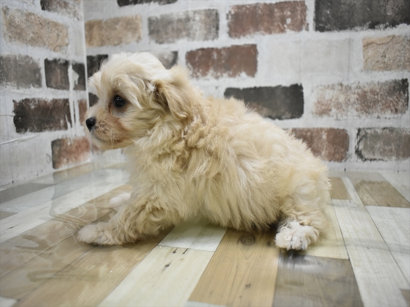 山梨県のマルプー(マルチーズ×プードル) (ワンラブイオンタウン山梨中央店/2025年8月24日生まれ/男の子/クリーム)の子犬の3枚目の画像