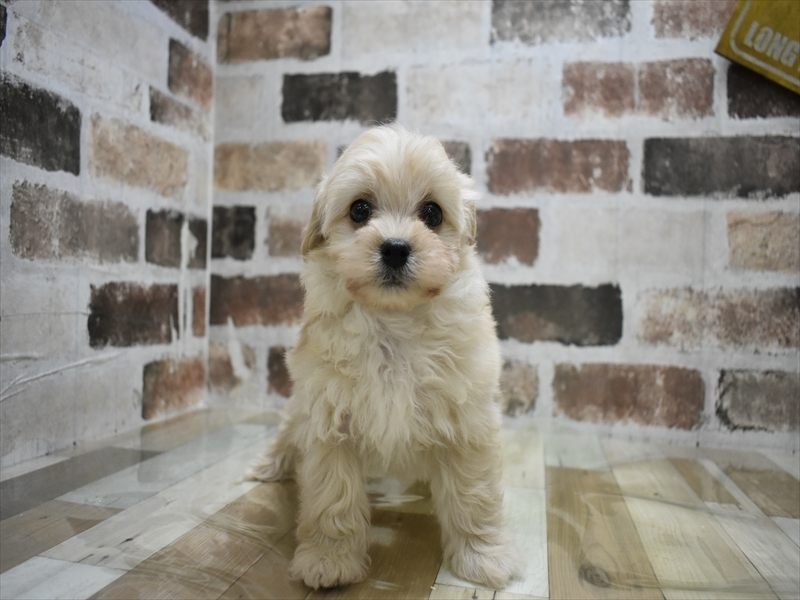 山梨県のマルプー(マルチーズ×プードル) (ワンラブイオンタウン山梨中央店/2025年8月24日生まれ/男の子/クリーム)の子犬の2枚目の画像