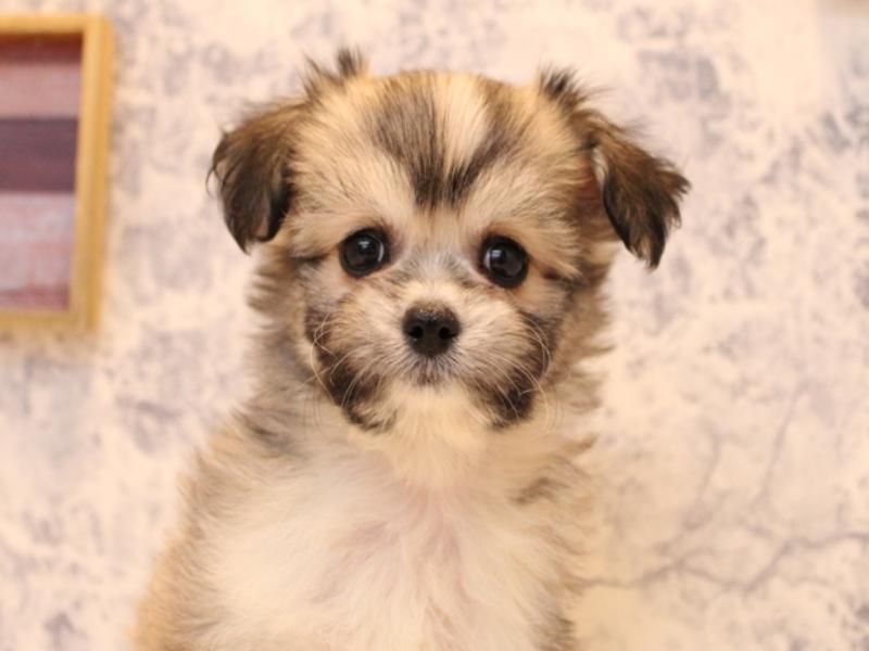 群馬県のハーフ犬・ミックス犬 (ワンラブカインズ高崎東部店/2025年8月24日生まれ/女の子/フォーン)の子犬