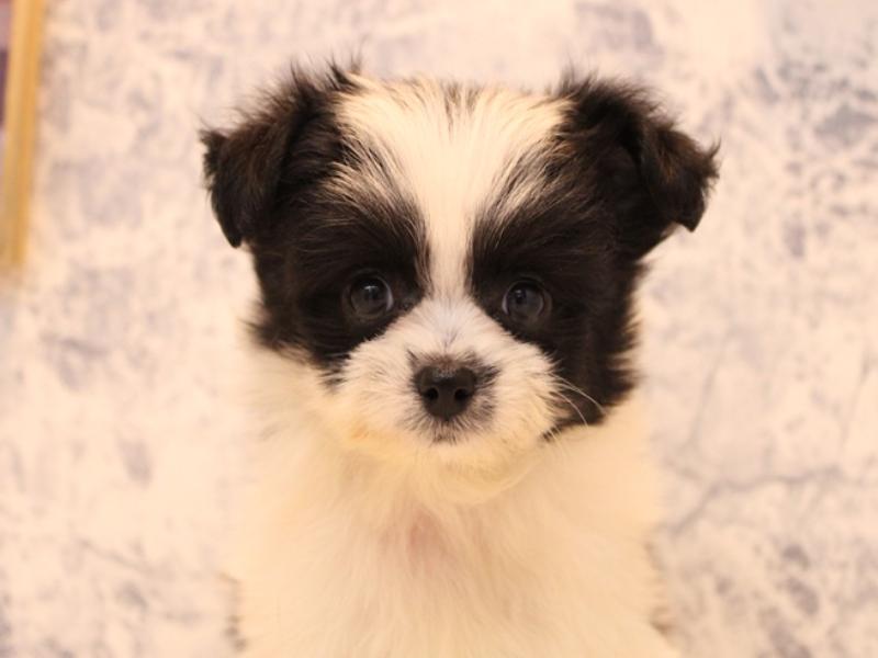 群馬県のハーフ犬・ミックス犬 (ワンラブスマーク伊勢崎店/2025年8月24日生まれ/女の子/ホワイトブラック)の子犬