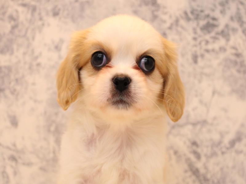群馬県のハーフ犬・ミックス犬 (ワンラブカインズ伊勢崎店/2025年8月17日生まれ/男の子/クリームホワイト)の子犬