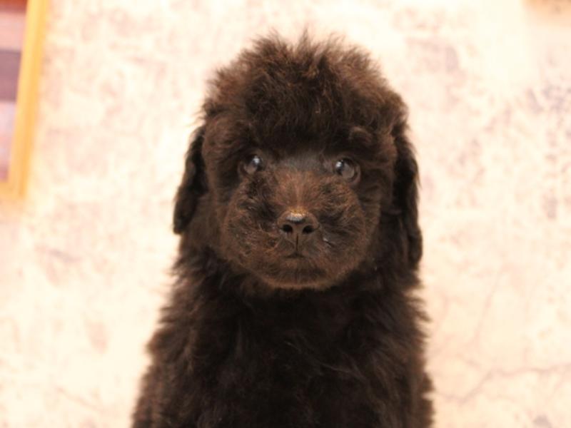 埼玉県のトイプードル(タイニー) (ワンラブ埼玉寄居店/2025年8月24日生まれ/男の子/ブラック)の子犬の1枚目の画像