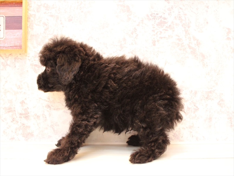 埼玉県のトイプードル(タイニー) (ワンラブ埼玉寄居店/2025年8月24日生まれ/男の子/ブラック)の子犬の3枚目の画像