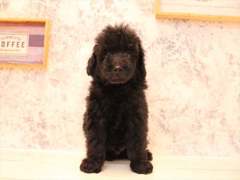 埼玉県のトイプードル(タイニー) (ワンラブ埼玉寄居店/2025年8月24日生まれ/男の子/ブラック)の子犬の2枚目の画像