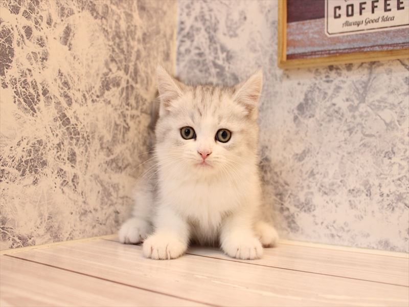 東京都のミヌエット (ワンラブイーアス高尾店/2025年8月23日生まれ/女の子/シルバータビー)の子猫の2枚目の画像
