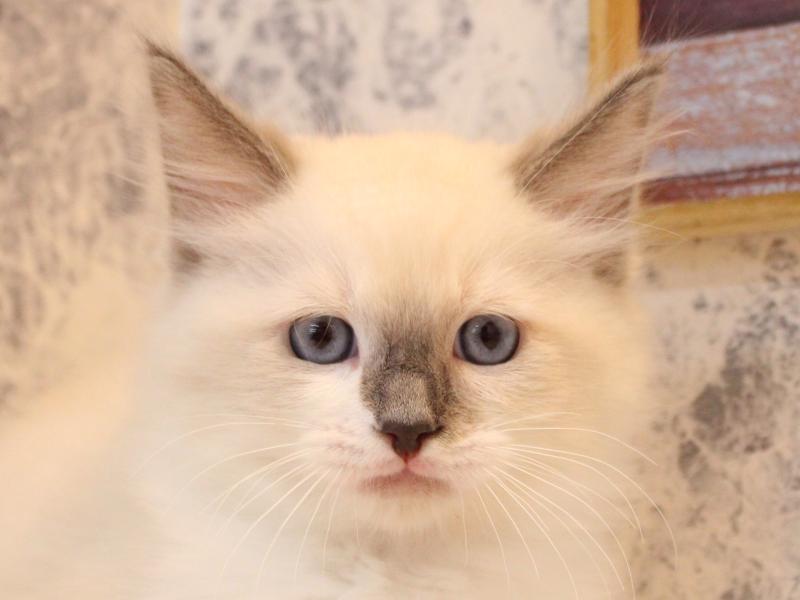 埼玉県のラグドール (ワンラブ西武所沢ワルツ店/2025年8月23日生まれ/男の子/ブルーポイント)の子猫の1枚目の画像