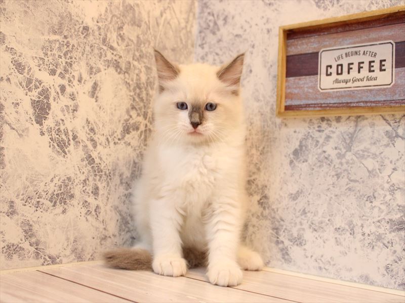 埼玉県のラグドール (ワンラブ西武所沢ワルツ店/2025年8月23日生まれ/男の子/ブルーポイント)の子猫の2枚目の画像