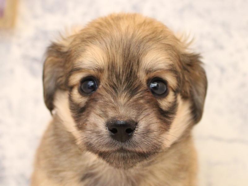 埼玉県のチワックス(チワワ×ダックス) (ワンラブ埼玉寄居店/2025年8月26日生まれ/男の子/シェーデットイエロー)の子犬の1枚目の画像