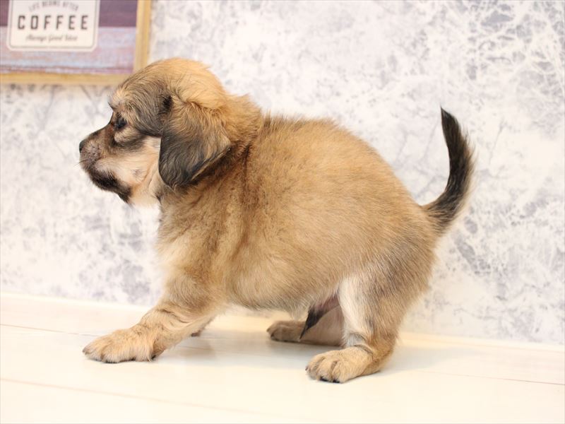 埼玉県のチワックス(チワワ×ダックス) (ワンラブ埼玉寄居店/2025年8月26日生まれ/男の子/シェーデットイエロー)の子犬の3枚目の画像