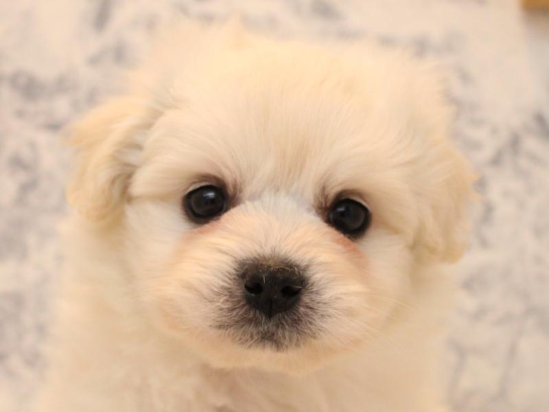 埼玉県のハーフ犬・ミックス犬 (ワンラブ埼玉寄居店/2025年8月24日生まれ/男の子/ホワイト)の子犬の1枚目の画像