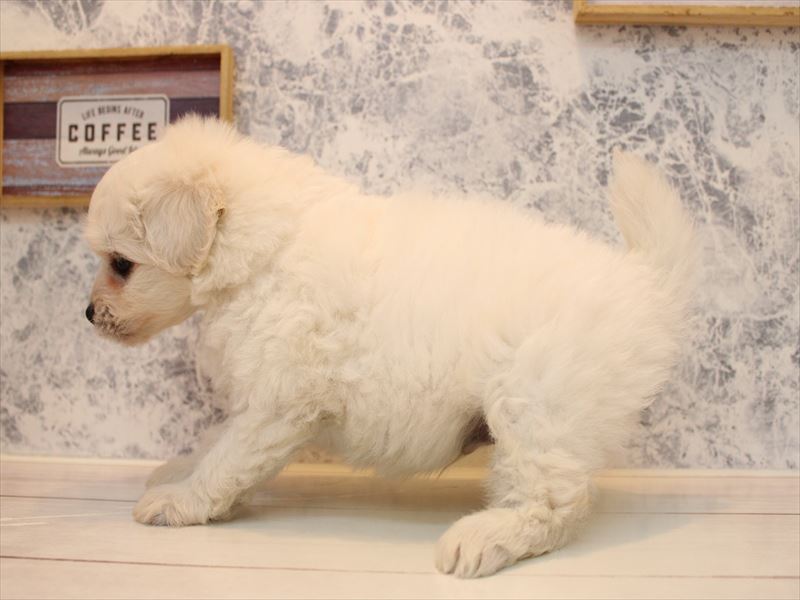 埼玉県のハーフ犬・ミックス犬 (ワンラブ埼玉寄居店/2025年8月24日生まれ/男の子/ホワイト)の子犬の3枚目の画像