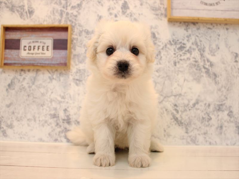 埼玉県のハーフ犬・ミックス犬 (ワンラブ埼玉寄居店/2025年8月24日生まれ/男の子/ホワイト)の子犬の2枚目の画像