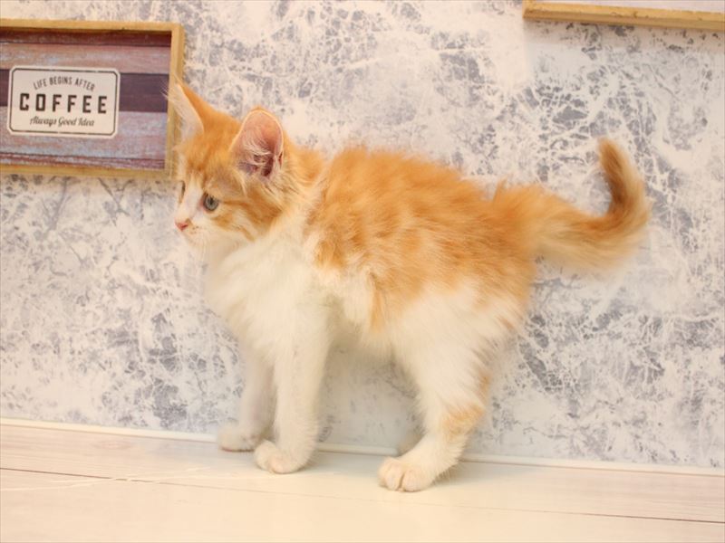 埼玉県のノルウェージャンフォレストキャット (ワンラブアリオ川口店/2025年8月26日生まれ/男の子/レッドタビーホワイト)の子猫の3枚目の画像