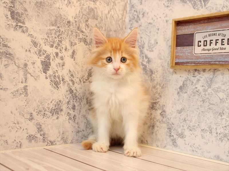 埼玉県のノルウェージャンフォレストキャット (ワンラブアリオ川口店/2025年8月26日生まれ/男の子/レッドタビーホワイト)の子猫の2枚目の画像