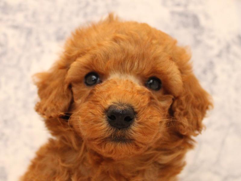 埼玉県のトイプードル(トイ) (ワンラブカインズ本庄早稲田店/2025年8月25日生まれ/男の子/レッド)の子犬の1枚目の画像