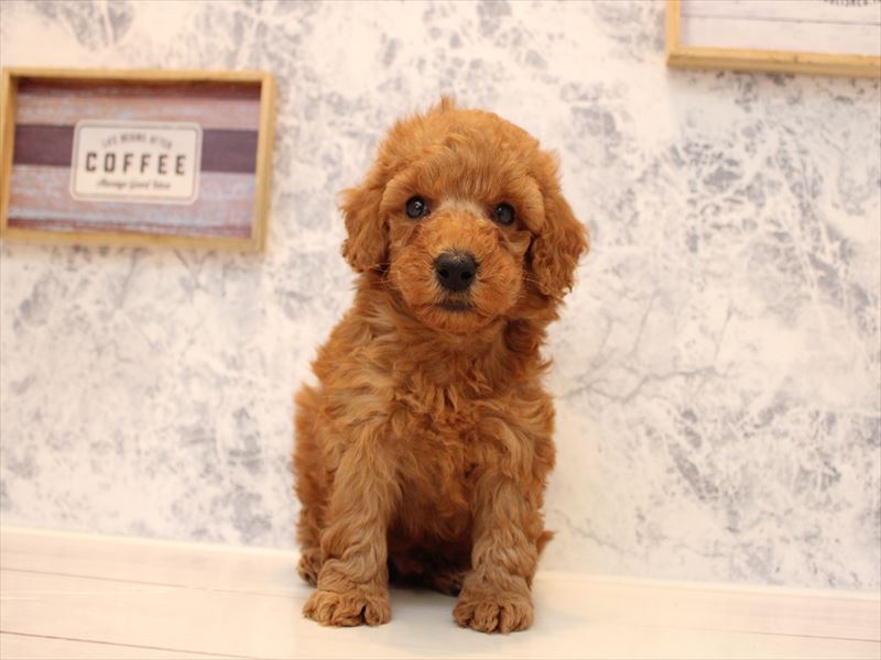 埼玉県のトイプードル(トイ) (ワンラブカインズ本庄早稲田店/2025年8月25日生まれ/男の子/レッド)の子犬の2枚目の画像