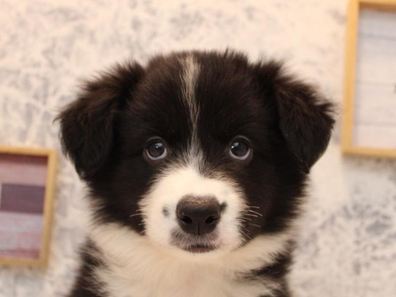 埼玉県のボーダーコリー (ワンラブ埼玉寄居店/2025年8月24日生まれ/男の子/ブラックホワイト)の子犬の1枚目の画像