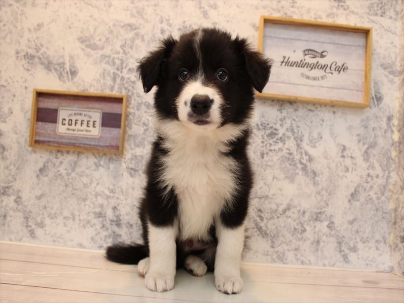 埼玉県のボーダーコリー (ワンラブ埼玉寄居店/2025年8月24日生まれ/男の子/ブラックホワイト)の子犬の3枚目の画像