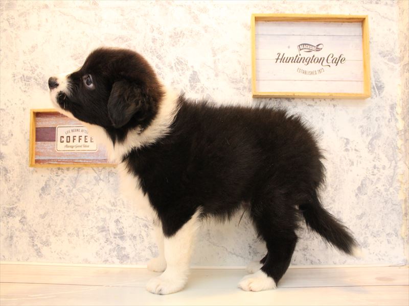 埼玉県のボーダーコリー (ワンラブ埼玉寄居店/2025年8月24日生まれ/男の子/ブラックホワイト)の子犬の2枚目の画像