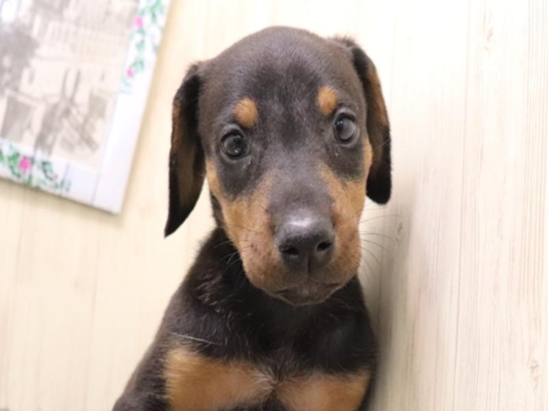 愛知県のドーベルマン (ワンラブ名古屋守山インター総本店/2025年8月27日生まれ/女の子/ブラックタン)の子犬の1枚目の画像