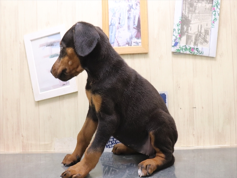 愛知県のドーベルマン (ワンラブ名古屋守山インター総本店/2025年8月27日生まれ/女の子/ブラックタン)の子犬の3枚目の画像