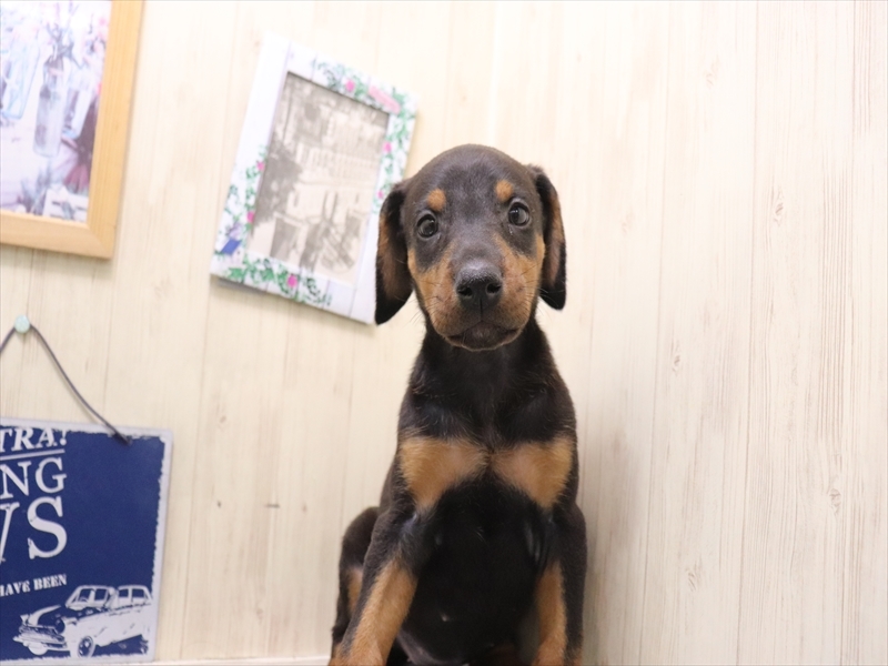 愛知県のドーベルマン (ワンラブ名古屋守山インター総本店/2025年8月27日生まれ/女の子/ブラックタン)の子犬の2枚目の画像