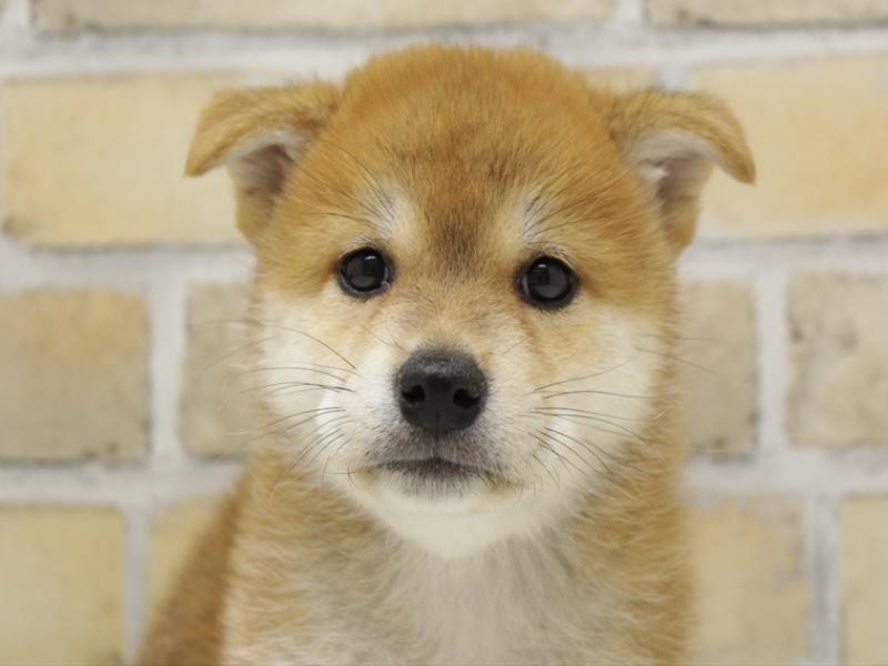 福岡県の柴犬(標準サイズ) (ワンラブ福岡総本店/2025年8月28日生まれ/女の子/赤)の子犬の1枚目の画像