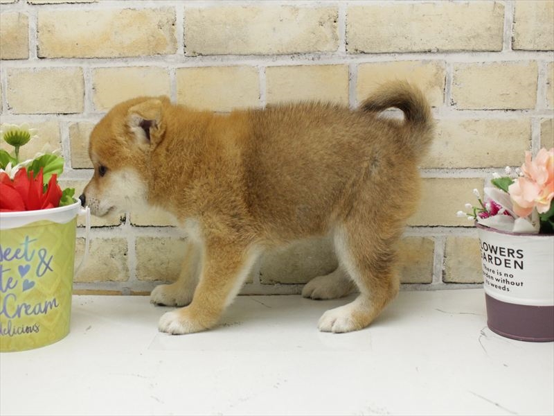 福岡県の柴犬(標準サイズ) (ワンラブ福岡総本店/2025年8月28日生まれ/女の子/赤)の子犬の2枚目の画像