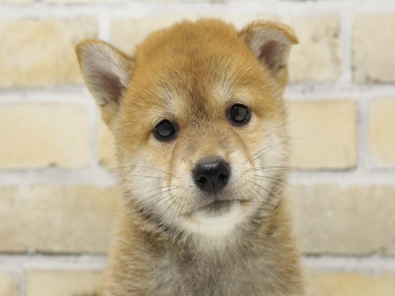 福岡県の柴犬(標準サイズ) (ワンラブ福岡総本店/2025年8月28日生まれ/女の子/赤)の子犬の1枚目の画像