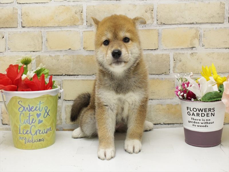 福岡県の柴犬(標準サイズ) (ワンラブ福岡総本店/2025年8月28日生まれ/女の子/赤)の子犬の3枚目の画像