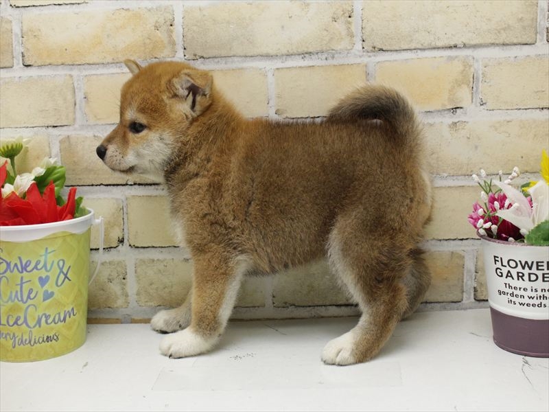福岡県の柴犬(標準サイズ) (ワンラブ福岡総本店/2025年8月28日生まれ/女の子/赤)の子犬の2枚目の画像