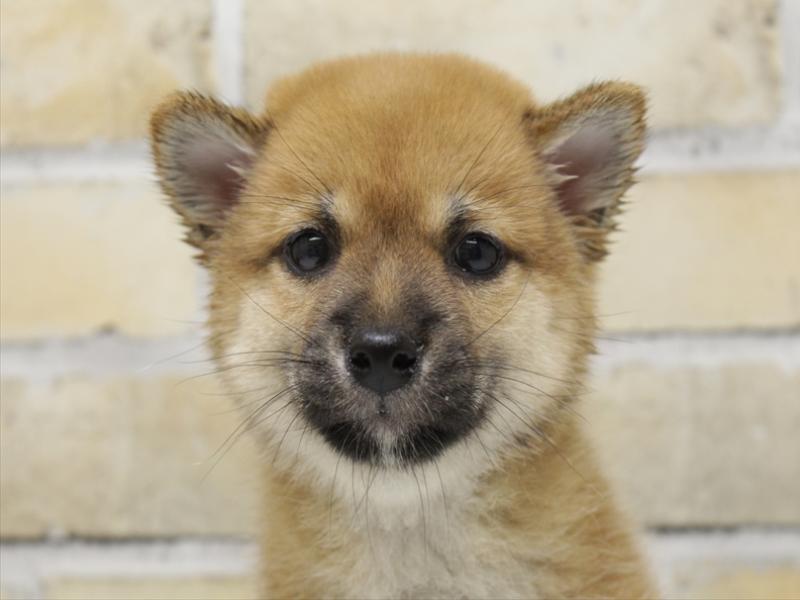 福岡県の豆柴 (ワンラブ福岡総本店/2025年8月28日生まれ/女の子/赤)の子犬の1枚目の画像