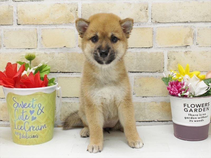 福岡県の豆柴 (ワンラブ福岡総本店/2025年8月28日生まれ/女の子/赤)の子犬の3枚目の画像