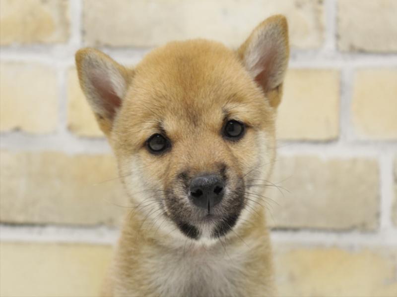 福岡県の柴犬(標準サイズ) (ワンラブ福岡総本店/2025年8月26日生まれ/女の子/赤)の子犬の1枚目の画像