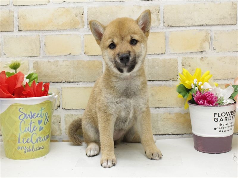 福岡県の柴犬(標準サイズ) (ワンラブ福岡総本店/2025年8月26日生まれ/女の子/赤)の子犬の3枚目の画像