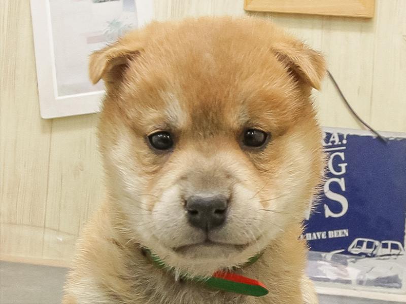 石川県の柴犬(標準サイズ) (ワンラブイオンタウン金沢示野店/2025年8月30日生まれ/男の子/赤)の子犬の1枚目の画像