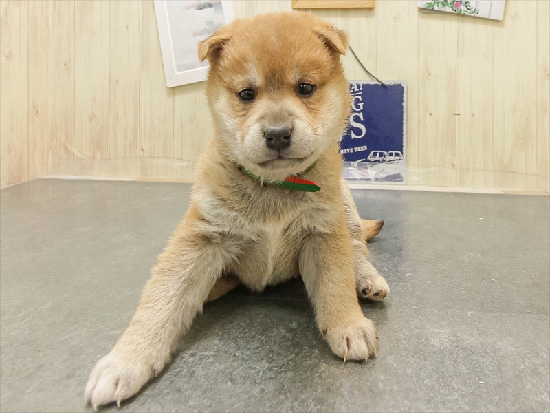石川県の柴犬(標準サイズ) (ワンラブイオンタウン金沢示野店/2025年8月30日生まれ/男の子/赤)の子犬の3枚目の画像